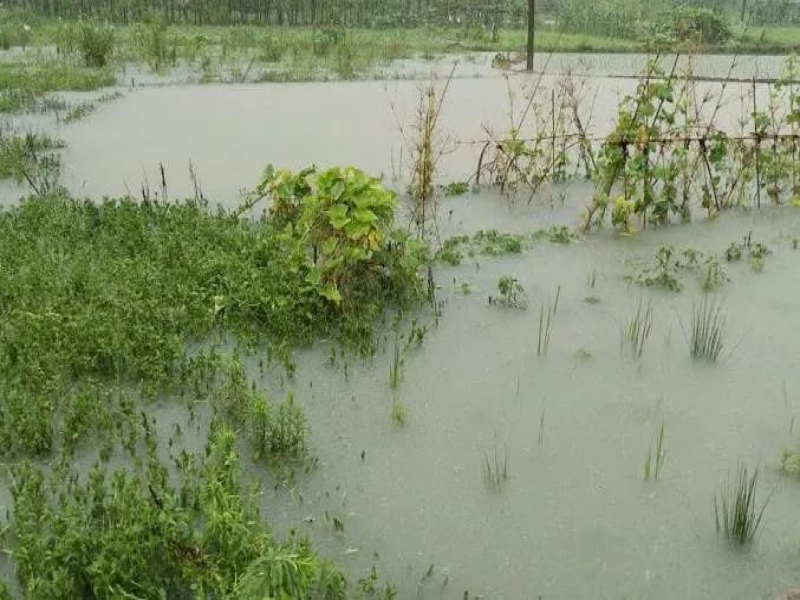 暴雨淹了瓜田，“契約化”黨建共建迅速響應(yīng)化解矛盾